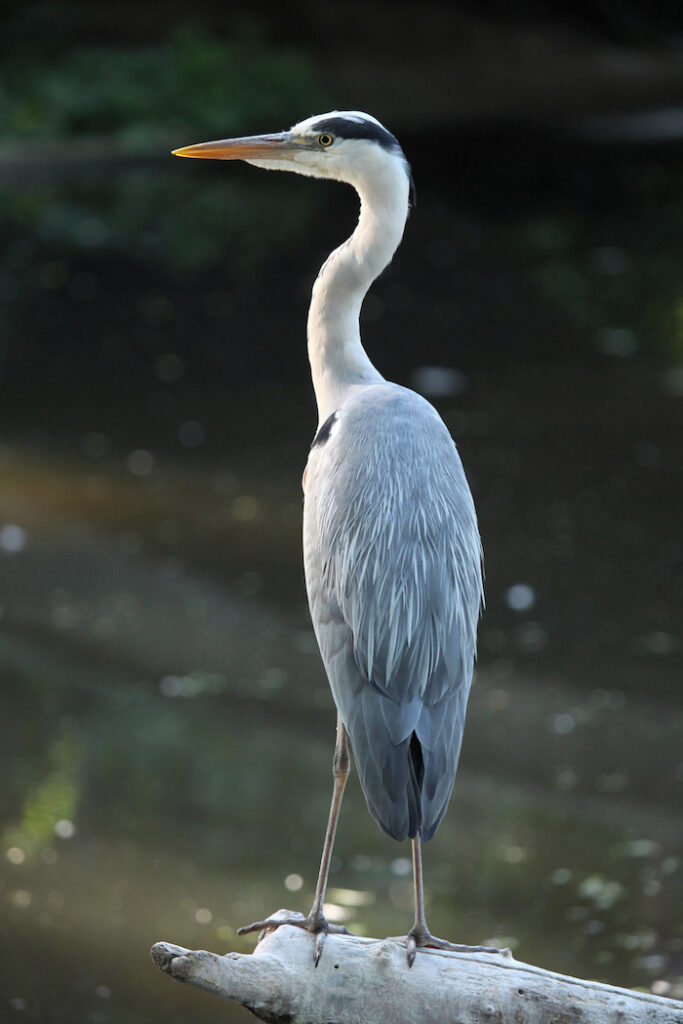 Great blue heron